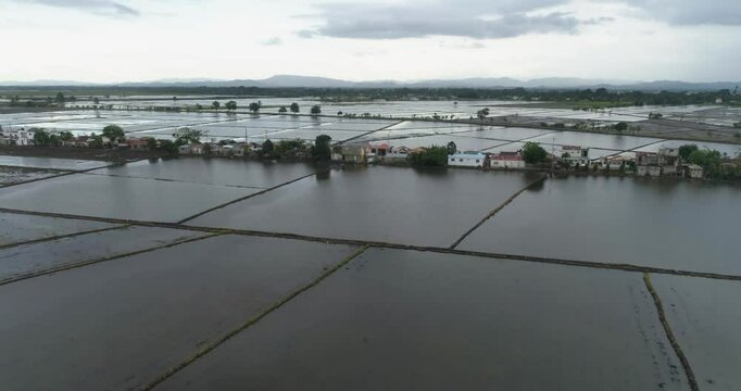 cultivo de Arroz en un campo de republica domonicana, un proceso antes de la siembra.