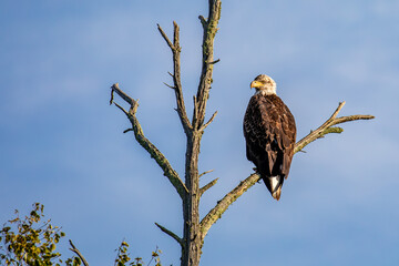 Bald Eagle (Haliaeetus leucocephalus) immature, in dead tree with a blue sky