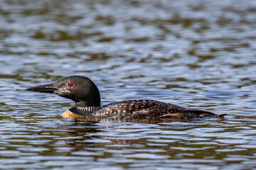 Common loon (Gavia immer) adult on Lake Nokomis in Wisconsin