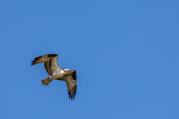 Osprey (Pandion haliaetus) flying in a blue sky with copy space