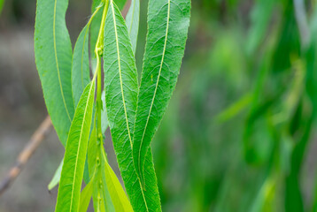 Green branches of weeping willow tree closeup. Texture leaves salix babylonica are oblong or elongated. Lush foliage of plant of salicaceae family. Fresh of leaf babylonian willow. Green background. © IhorStore