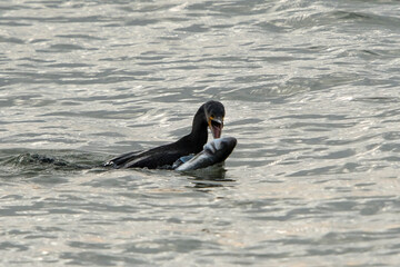 Great Cormorant (Phalacrocorax carbo) with a fresh caught European Seabass (Dicentrarchus labrax) swimming in the North Sea