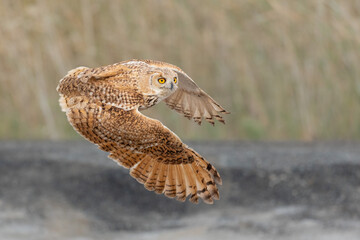 Beautiful  image of flying Pharaoh Eagle-OWL with yellow eye contact