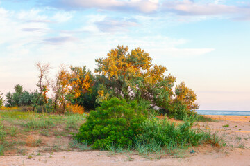 Sandy beach with a bunch of trees and bushes. Enjoying the ocean breeze and picturesque coastal scenery