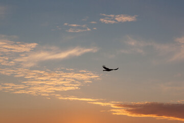 birds in the sky