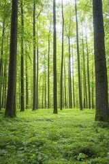 Obraz premium Investigating sustainable forestry management techniques to ensure lasting ecological benefits for future generations.