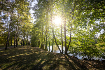 A forest with a body of water in the background