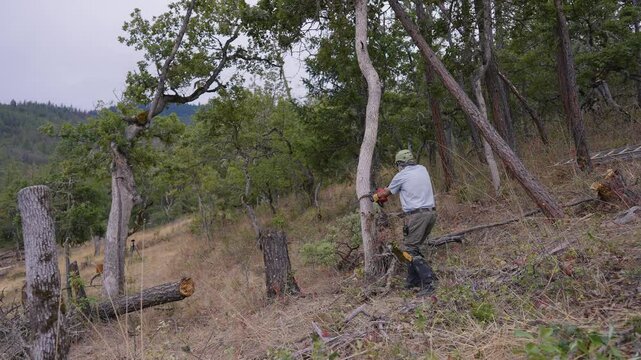 Logging Tree Felling Cutting and Falling