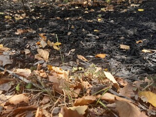 fall leaves