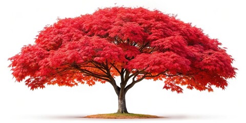Japanese maple tree with vibrant red foliage in full bloom during the fall season isolated on a white background with a clipping path, tree, picturesque, tranquil, beauty, nature, seasonal