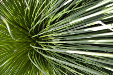close up of palm leaf