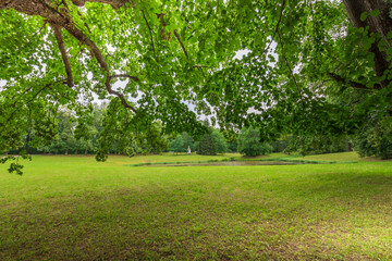 A large tree with a large branch that is casting a shadow on the ground