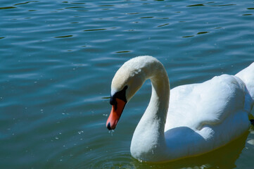 close-up: mute swan with wholly white plumage with an orange beak bordered with black waterside