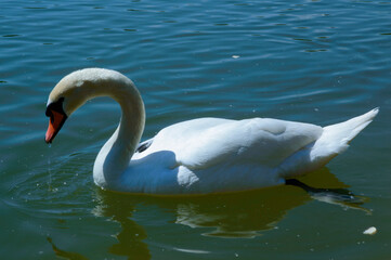 close-up: mute swan with wholly white plumage with an orange beak bordered with black waterside