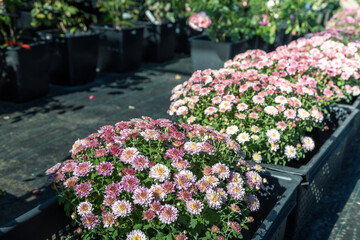 A row of potted flowers with pink and white blooms