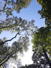 tree and sky sky