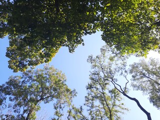tree and sky