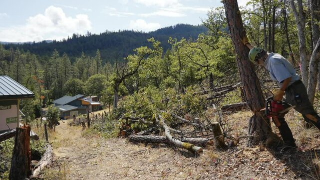 Logging Tree Felling Cutting and Falling