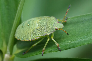 Closeup on a green nymph of the European shield bug, Palomena prasina on a leaf