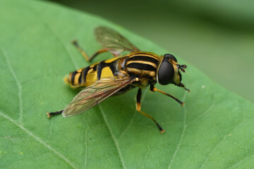 Closeup on a striped Hailing bIlly or Sun fly hoverfly, Helophilus pendulus on a green leaf
