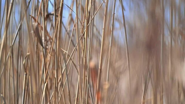 Beautiful Abstract background view with shallow depth of field of  Reed grass blowing in the Spring wind that is bringing the rain season. Shot in 4K 4:2:2 10 Bit.