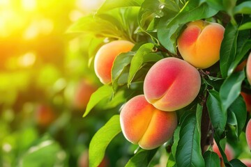Ripe Peaches Hanging on a Sunlit Branch