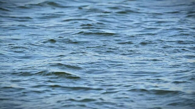 Gentle ripples on a lake's surface, formed by wind. 4K 4:2:2 10-bit footage capturing serene water movement, perfect for nature scenes, relaxation visuals, and peaceful backgrounds.