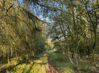 A lush forest path is surrounded by an abundance of trees with sunlight filtering through the leaves. The narrow trail leads into the distance, inviting exploration and adventure in, Harden, UK