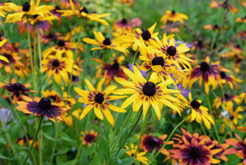 Yellow rudbeckia flowers in the garden.