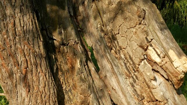 Close-up of a textured tree trunk with sunlight. The shadow of branches moving in the light breeze falls on the bark.