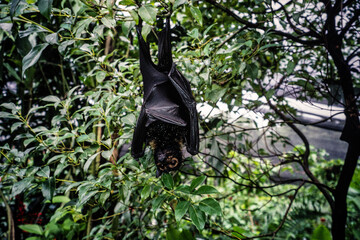 Vintage photograph of a Fruit bat hanging as it rest