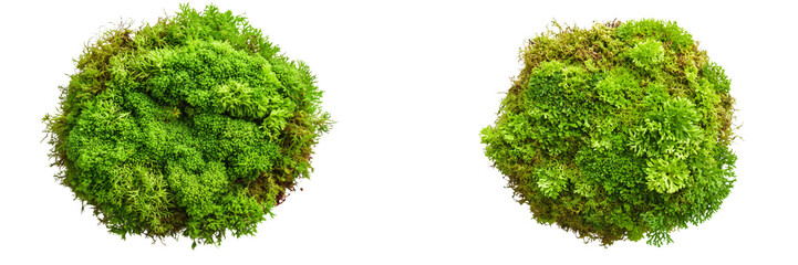 Obraz premium set of A Green moss isolated top view, flat lay on a transparent background