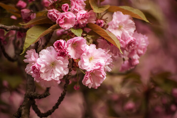 Sakura flowers blooming, spring seasonal Easter background