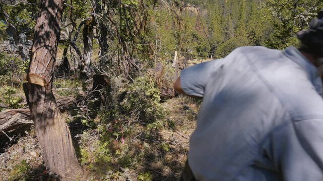 Logging Tree Felling Cutting and Falling