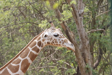 his majestic photograph captures a giraffe standing tall in its natural savanna habitat. The giraffe's long neck and distinctive patterned coat are beautifully highlighted against the vast, open lands