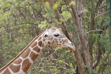 his majestic photograph captures a giraffe standing tall in its natural savanna habitat. The giraffe's long neck and distinctive patterned coat are beautifully highlighted against the vast, open lands