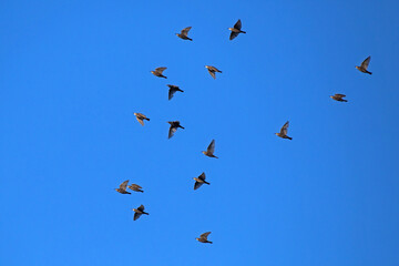 Large flock of Starlings flying on the sky. European Starling (Sturnus vulgaris).