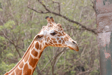 his majestic photograph captures a giraffe standing tall in its natural savanna habitat. The giraffe's long neck and distinctive patterned coat are beautifully highlighted against the vast, open lands