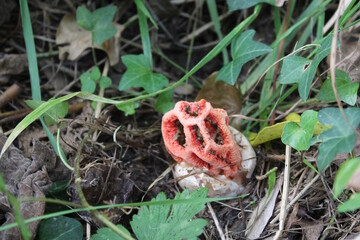 champignon clathre rouge © yannick