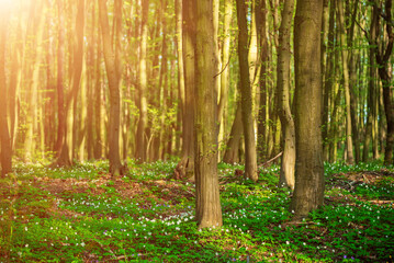 Obraz premium Flowering green forest with white flowers, spring nature background