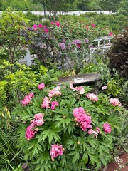 Obraz premium flowers in garden