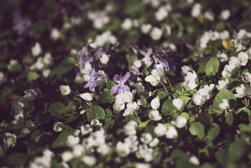 White anemone and violet flowers growing in spring forest, natural seasonal background