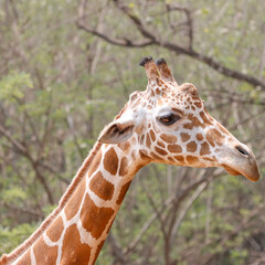 his majestic photograph captures a giraffe standing tall in its natural savanna habitat. The giraffe's long neck and distinctive patterned coat are beautifully highlighted against the vast, open lands
