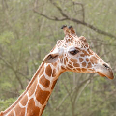 his majestic photograph captures a giraffe standing tall in its natural savanna habitat. The giraffe's long neck and distinctive patterned coat are beautifully highlighted against the vast, open lands