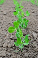 plant in soil