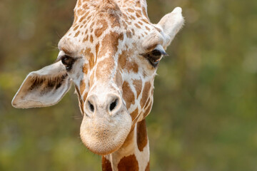 his majestic photograph captures a giraffe standing tall in its natural savanna habitat. The giraffe's long neck and distinctive patterned coat are beautifully highlighted against the vast, open lands