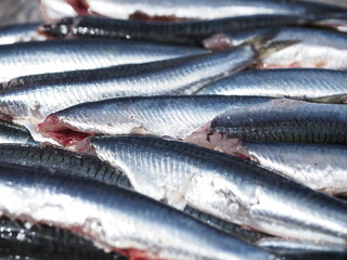 Bandeja de anchoas limpias y sin cabeza