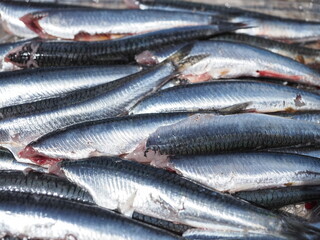 Bandeja de anchoas limpias y sin cabeza