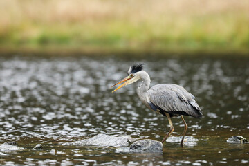 Lake in the forest with bird. Bird the water. Grey Heron, Ardea cinerea, bird hunting in the lake, green marsh grass and forest in the background, Czech republic.