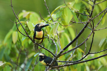 Collared Aracari, Pteroglossus torquatus, bird with big bill. Toucan sitting on the nice branch in the forest, Boca Tapada, Costa.